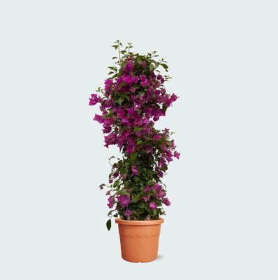 bougainvillea pyramide p17