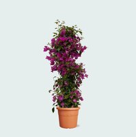 bougainvillea pyramide p17