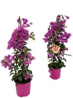 Bougainvillea  'Sanderiana, pot 17cm, h 70 cm