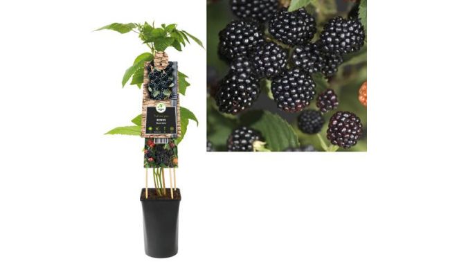 Bramen, Rubus Fruticosus Black Satin