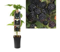 Bramen, Rubus Fruticosus Black Satin