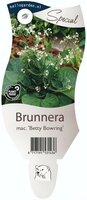 Brunnera mac. Betty Bowring P11