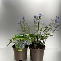 brunnera macr. jack frost, p 17 cm, h 35 cm