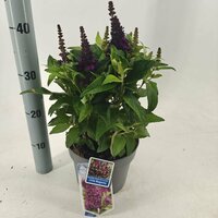 Buddleja Butterfly Candy little Magenta, pot 19 cm, h 50 cm