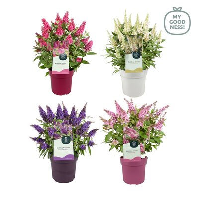 Buddleja Butterfly Candy Little Mix, pot 17 cm, h 40 cm