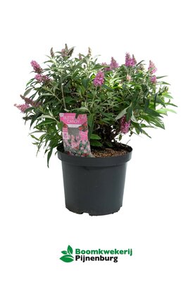 Buddleja Butterfly Candy Little Pink, pot 19 cm, h 50 cm