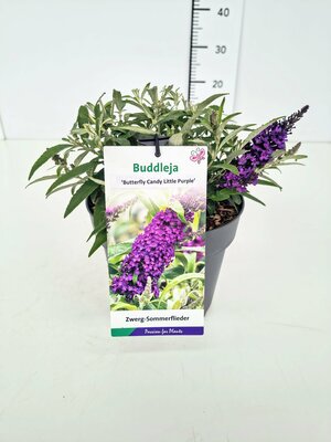 Buddleja 'Butterfly Candy Little Purple, pot 23 cm, h 20 cm