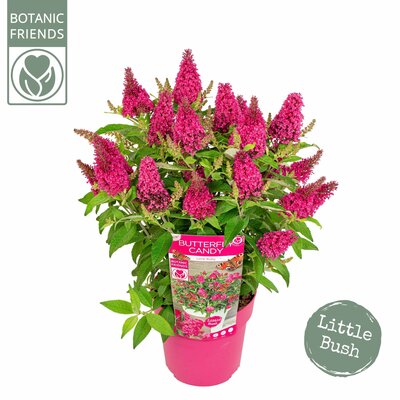 Buddleja 'Butterfly Candy Little Ruby, pot 23 cm, h 20 cm