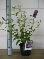 Buddleja d. 'Empire Blue' pot 15, h 50 cm - afbeelding 1