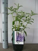 Buddleja d. 'Empire Blue' pot 15, h 50 cm - afbeelding 2