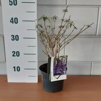 Buddleja d. 'Empire Blue' pot 15, h 50 cm - afbeelding 3