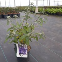 Buddleja d. 'Empire Blue' pot 15, h 50 cm - afbeelding 4