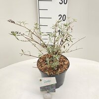 buddleja dav. nanho purple, pot 17 cm, h 40 cm
