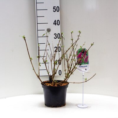 Buddleja dav. 'Pink Delight, pot 19 cm, h 35 cm