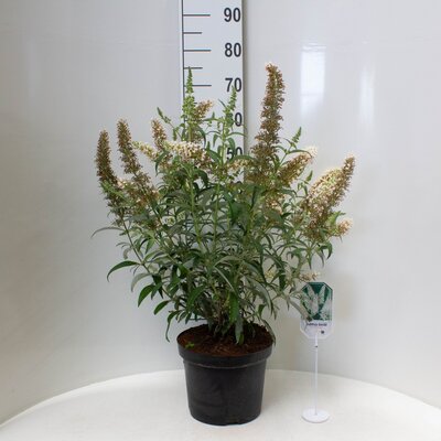 Buddleja dav. 'White Profusion, pot 19 cm, h 35 cm - afbeelding 1