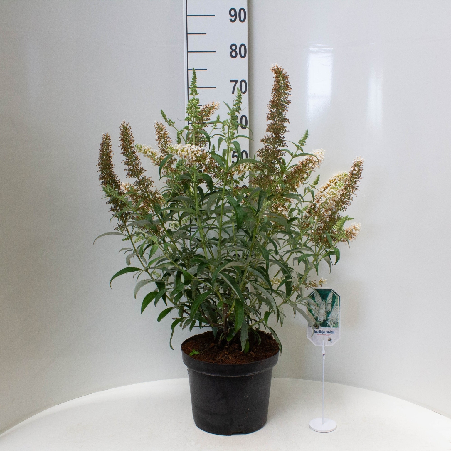 Buddleja dav. 'White Profusion, pot 19 cm, h 35 cm - Tuincentrum Bull