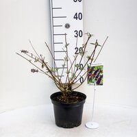 Buddleja davidii Black Knight, pot 17 cm, h 30 cm - afbeelding 3