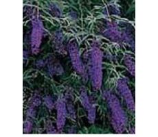 Buddleja davidii Black Knight, pot 17 cm, h 30 cm - afbeelding 1