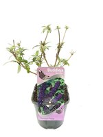 Buddleja davidii Black Knight, pot 17 cm, h 30 cm - afbeelding 4
