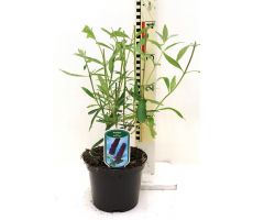 Buddleja davidii Black Knight, pot 17 cm, h 30 cm - afbeelding 2