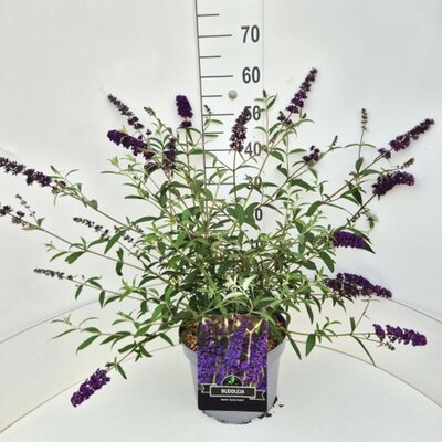 Buddleja davidii Black Knight pot 21 cm., h 40 cm