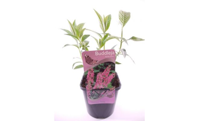 Buddleja davidii Flower Power, pot 17 cm, h 40 cm - afbeelding 1