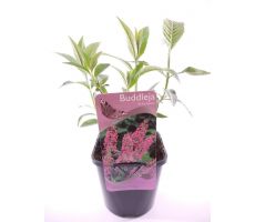 Buddleja davidii Flower Power, pot 17 cm, h 40 cm - afbeelding 3