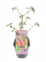 Buddleja davidii Flower Power, pot 17 cm, h 40 cm - afbeelding 2