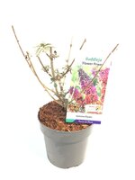 Buddleja davidii Flower Power, pot 17 cm, h 40 cm - afbeelding 3