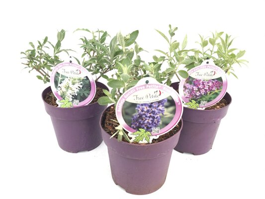 Buddleja free petite Mix, pot 19 cm, h 25/30 cm