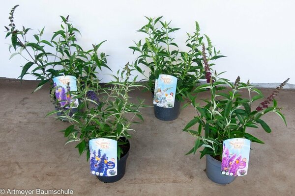Buddleja summer kids, mix kleuren, pot 19 cm, h 40 cm - afbeelding 1