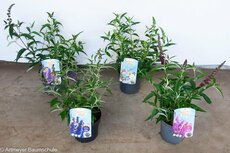 Buddleja summer kids, mix kleuren, pot 19 cm, h 40 cm - afbeelding 1