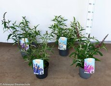 Buddleja summer kids, mix kleuren, pot 19 cm, h 40 cm - afbeelding 2