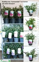 Buddleja summer kids, mix kleuren, pot 19 cm, h 40 cm - afbeelding 3