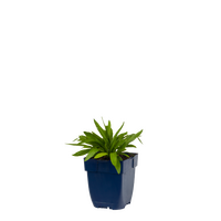 Buphthalmum salicifolium P11 - afbeelding 2