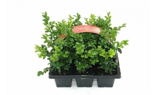 Buxus sem. bosje