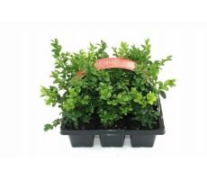 Buxus sem. bosje