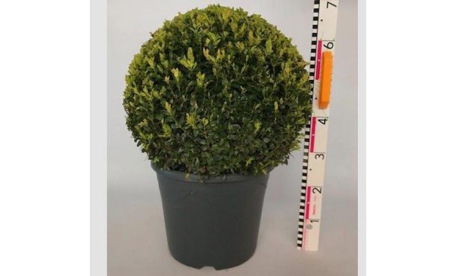 Buxusbol d33cm groen