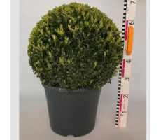 Buxusbol d33cm groen