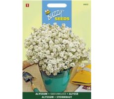 Buzzy® Alyssum Sneeuwkleed - afbeelding 1