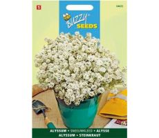 Buzzy® Alyssum Sneeuwkleed - afbeelding 2