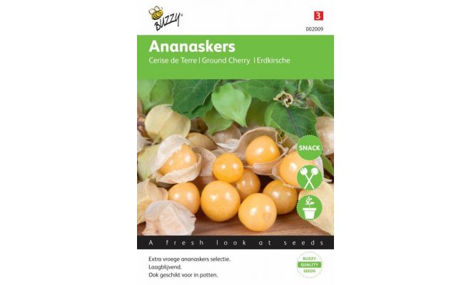 Buzzy® Ananaskers Physalis pruinosa