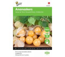 Buzzy® Ananaskers Physalis pruinosa