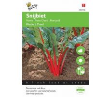 Buzzy® Bieten Red Chard Micro Leaf