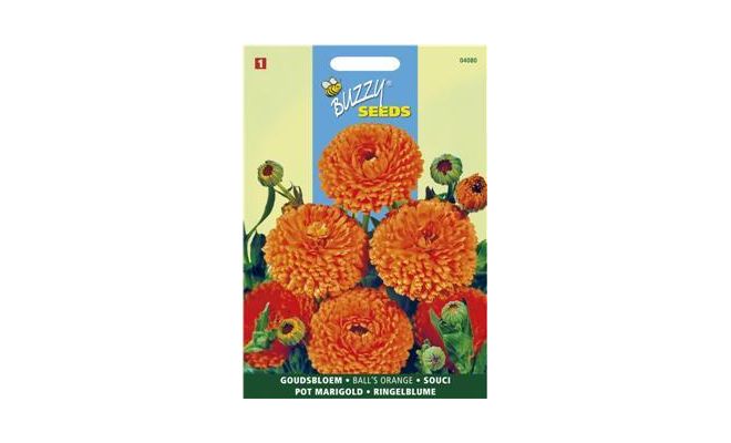 Buzzy® Calendula, Goudsbloem Ball’s Orange dubbelbloemig - afbeelding 1