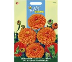 Buzzy® Calendula, Goudsbloem Ball’s Orange dubbelbloemig - afbeelding 2