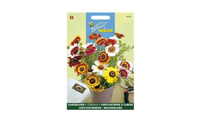 Buzzy® Chrysanthemum, Ganzebloem gemengd - afbeelding 1