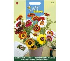 Buzzy® Chrysanthemum, Ganzebloem gemengd - afbeelding 1