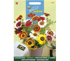 Buzzy® Chrysanthemum, Ganzebloem gemengd - afbeelding 2