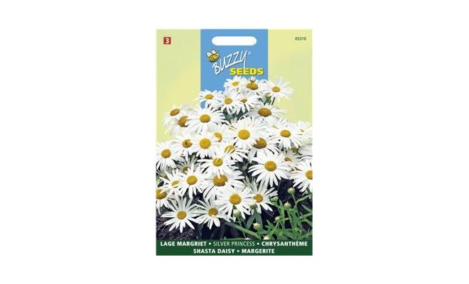 Buzzy® Chrysanthemum, Lage Margriet Silver Princess - afbeelding 1